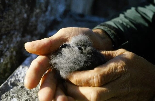  In the clip above, BB talks about different bird personalities and mentions this photos of the Ashy Storm Petrel  